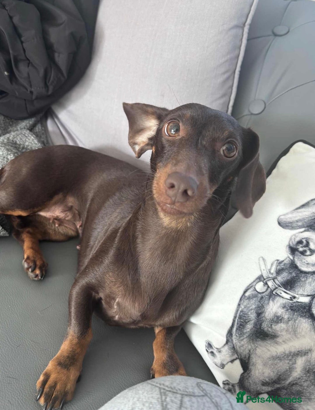 Chiweenie dogs for sale: Dachshund x chihuahua puppies  - Image 1