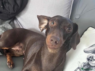 Chiweenie dogs - Advert 1