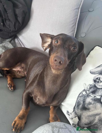 Chiweenie dogs - Advert 2