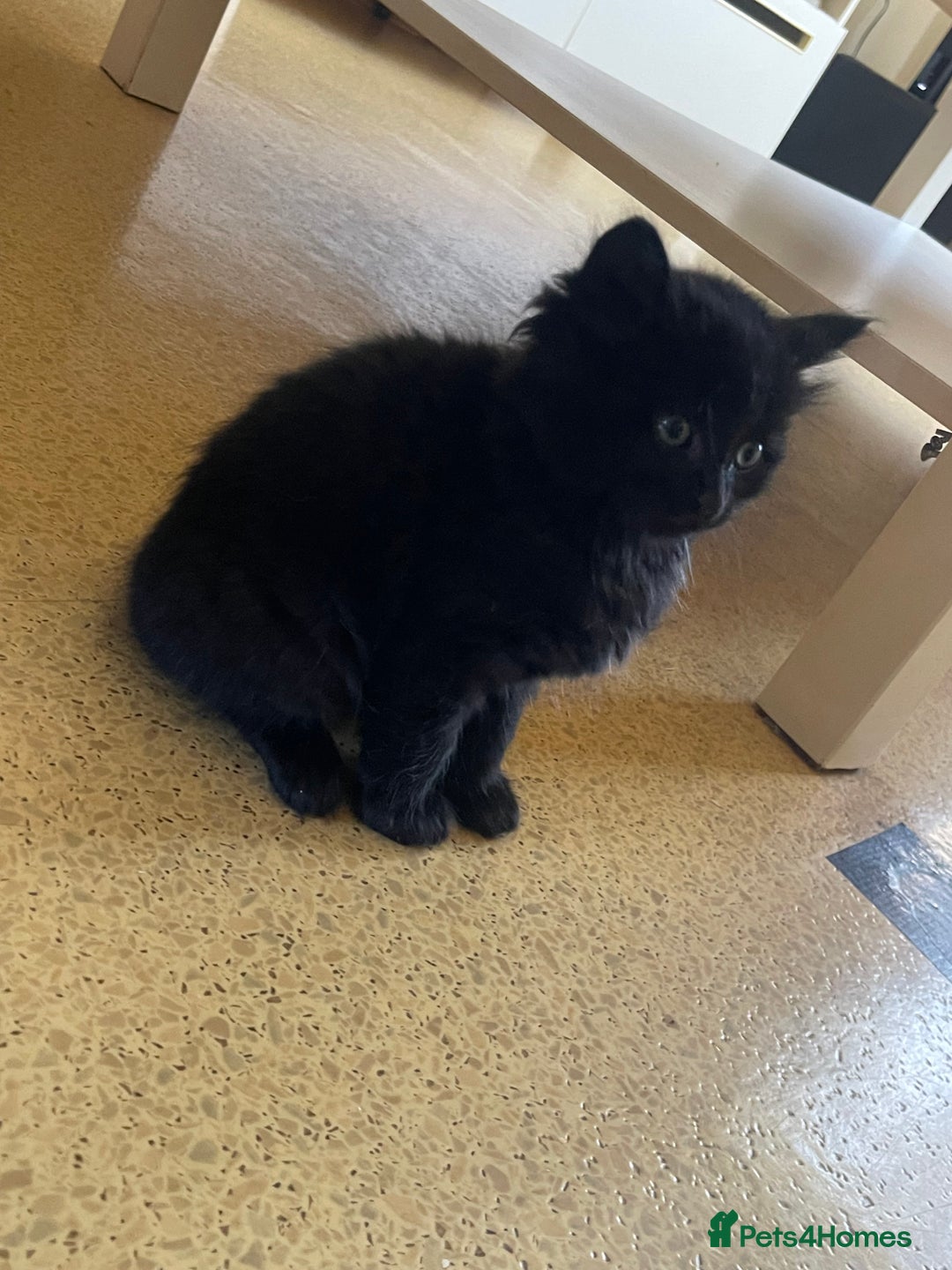 Turkish Angora cats for sale: Fluffy kittens  - Image 8