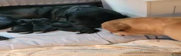 Labrador Retriever dogs for sale: Black Labrador puppies for sale  in St. Neots - Advert 12