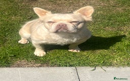 French Bulldog dogs for sale: Gorgeous fluffy Frenchie female  - Image 9