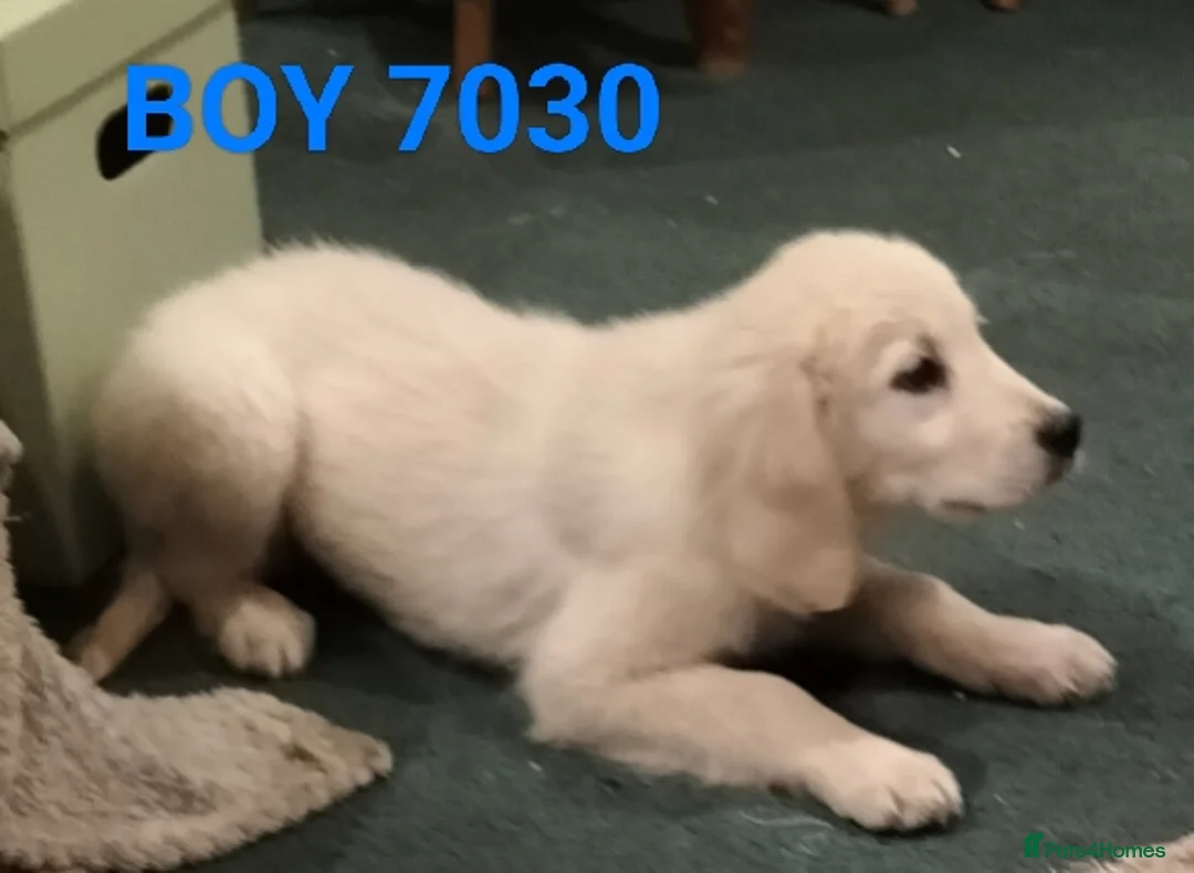 Golden Retriever dogs for sale: GOLDEN RETRIEVER PUPS - Advert 32