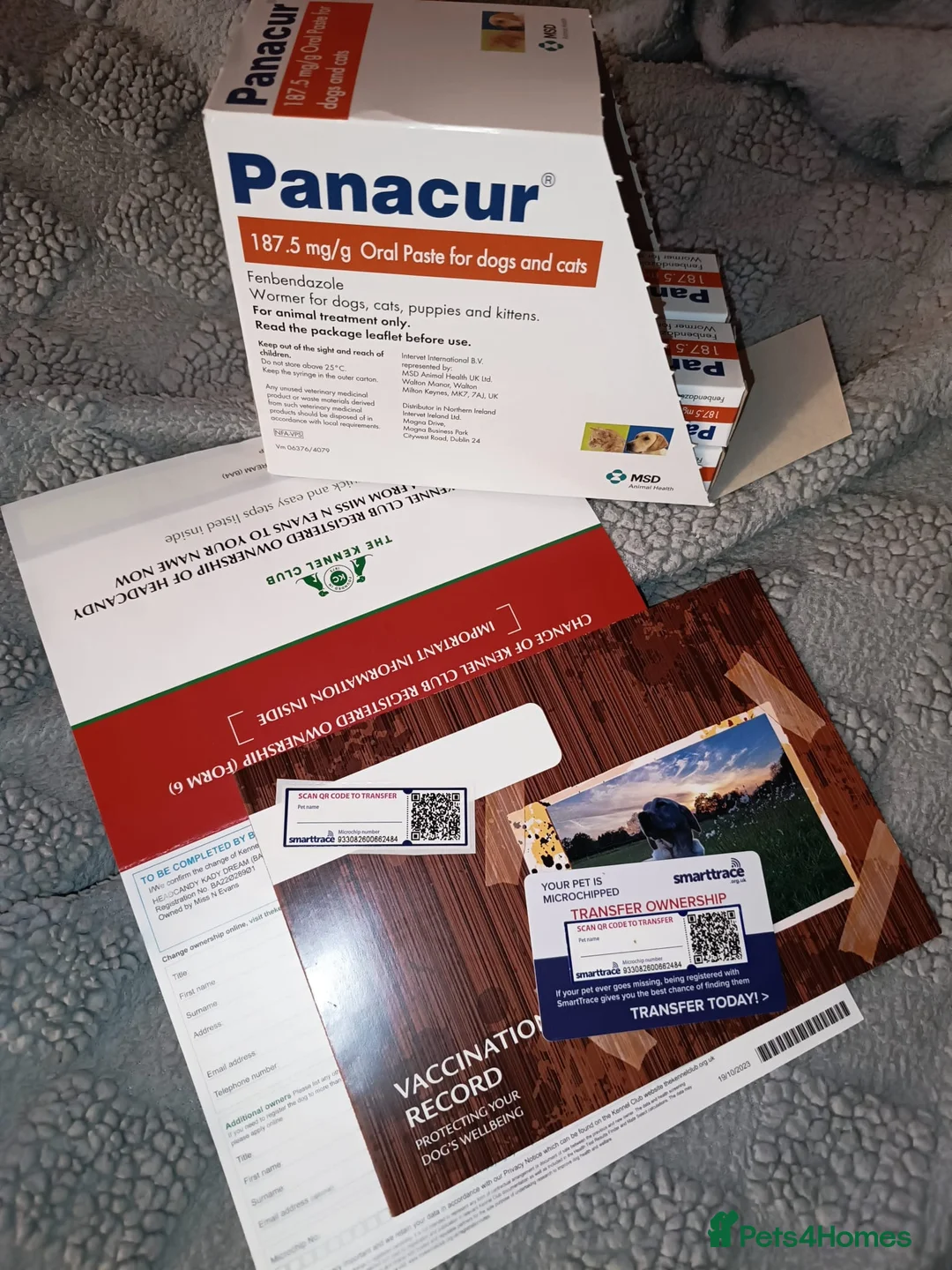 Shih Tzu dogs for sale: Imperial shih-tzus one cream boy left - Advert 17