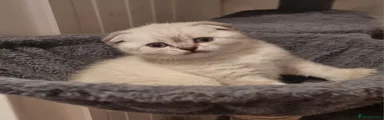 Scottish Fold Kitten 2