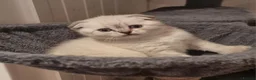 Scottish Fold cats for sale: Scottish Straight and Scottish Fold  - Advert 2
