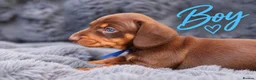 Miniature Dachshund dogs for sale: ❤️KC registered 8 Miniature Dachshund Puppies ❤️ - Advert 10