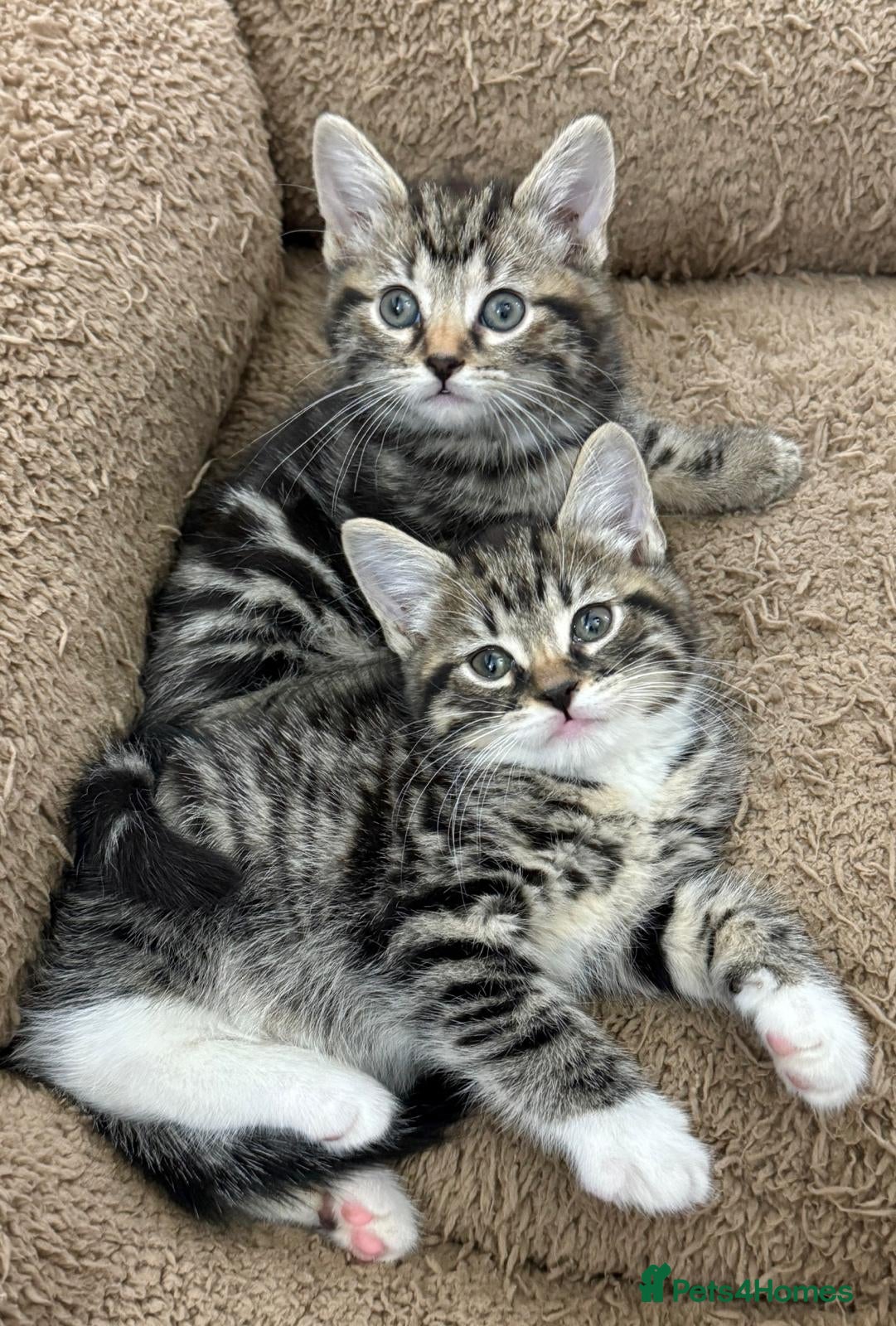 Mixed Breed cats GORGEOUS KITTENS Only 2 left first Pic - Advert 15