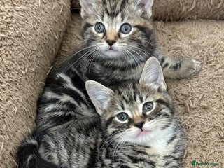 Mixed Breed cats GORGEOUS KITTENS Only 2 left first Pic - Advert 15