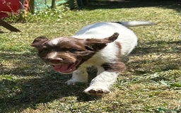 English Springer Spaniel dogs for sale: KC registered English springer spaniels for sale - Image 9