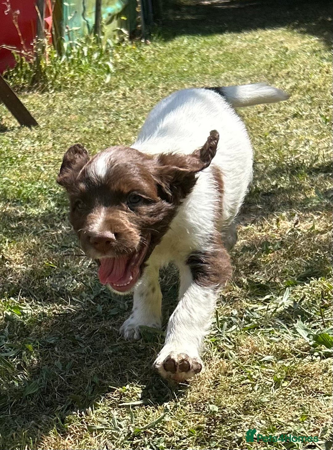 English Springer Spaniel dogs for sale: KC registered English springer spaniels for sale - Image 9