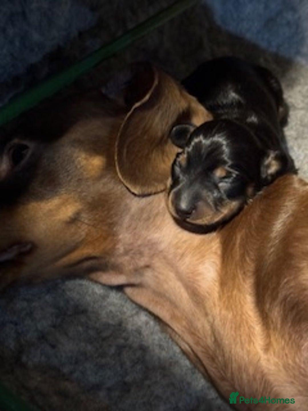 Miniature Dachshund dogs for sale: Miniature Dachshund Puppies - Image 3