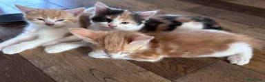 Mixed Breed 5