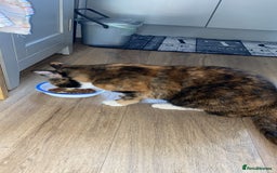Domestic Shorthair cats for sale: Beautiful Tortoishell Cat - Image 3