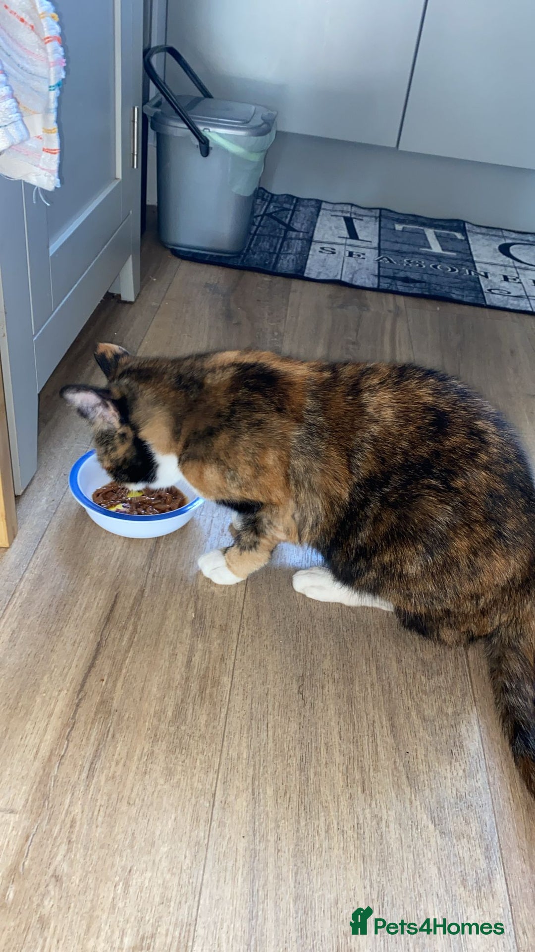 Domestic Shorthair cats for sale: Beautiful Tortoishell Cat - Image 3