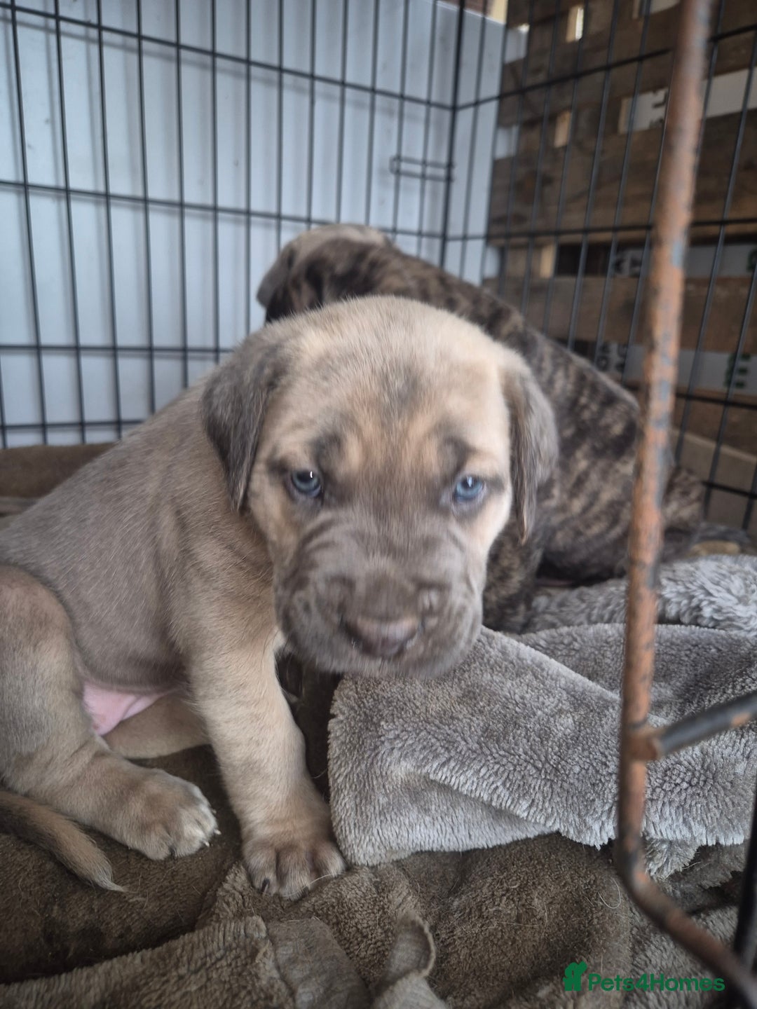 Cane Corso dogs for sale: Class Corsos  - Image 6