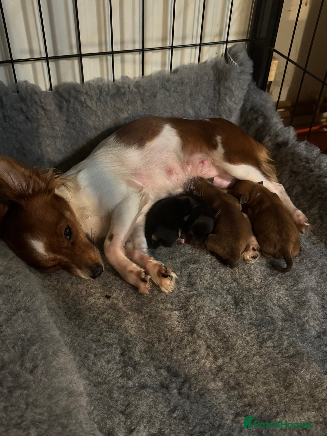 Chihuahua dogs for sale: Chihuahua puppys - Advert 1