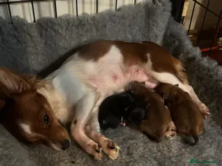 Chihuahua dogs Chihuahua puppys - Advert 17