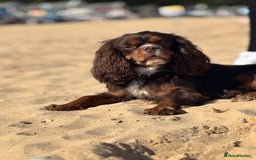 Cavalier King Charles Spaniel dogs for stud: THE BEST Looking CHOCOLATE🍫🐶 CAVALIER STUD - Image 19