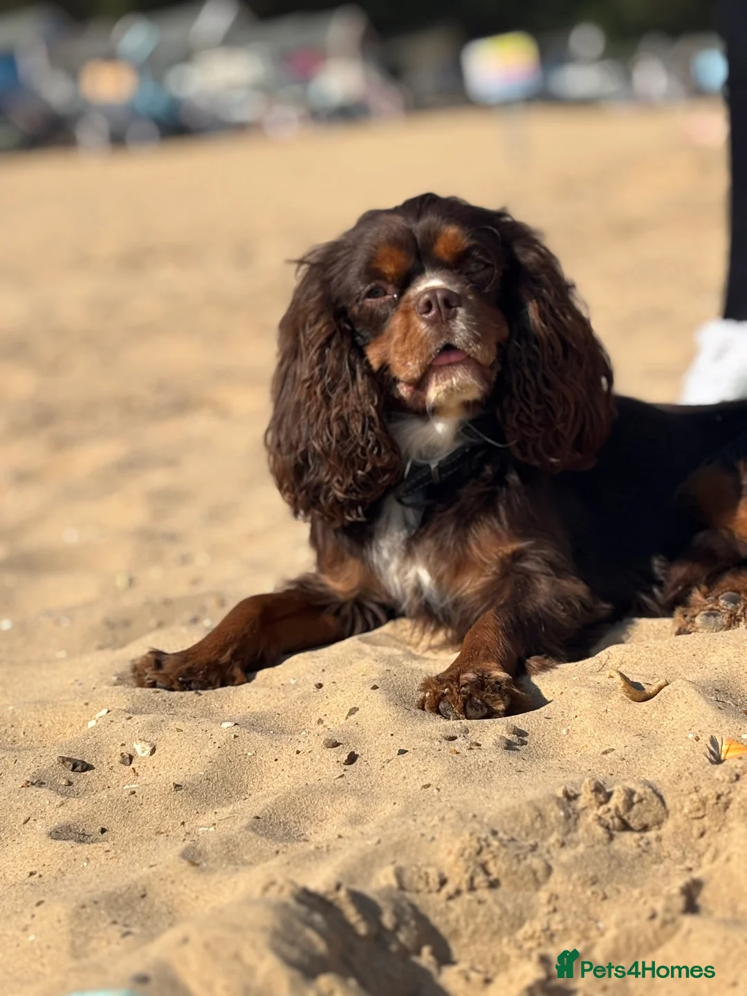 Cavalier King Charles Spaniel dogs for stud: THE BEST Looking CHOCOLATE🍫🐶 CAVALIER STUD - Advert 19