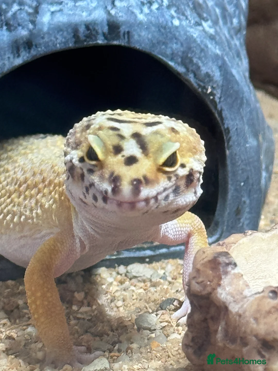 Gecko reptiles for sale: Stunning Geko - Advert 1