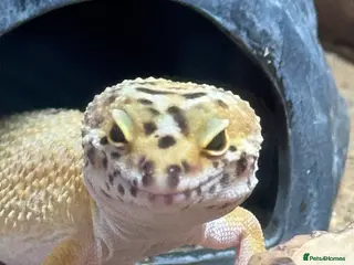 Gecko reptiles Stunning Geko - Advert 7