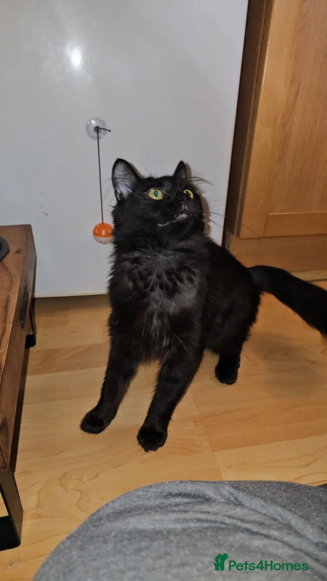 Mixed Breed cats for adoption: Lovely fluffy young rescue female needs new home - Advert 2