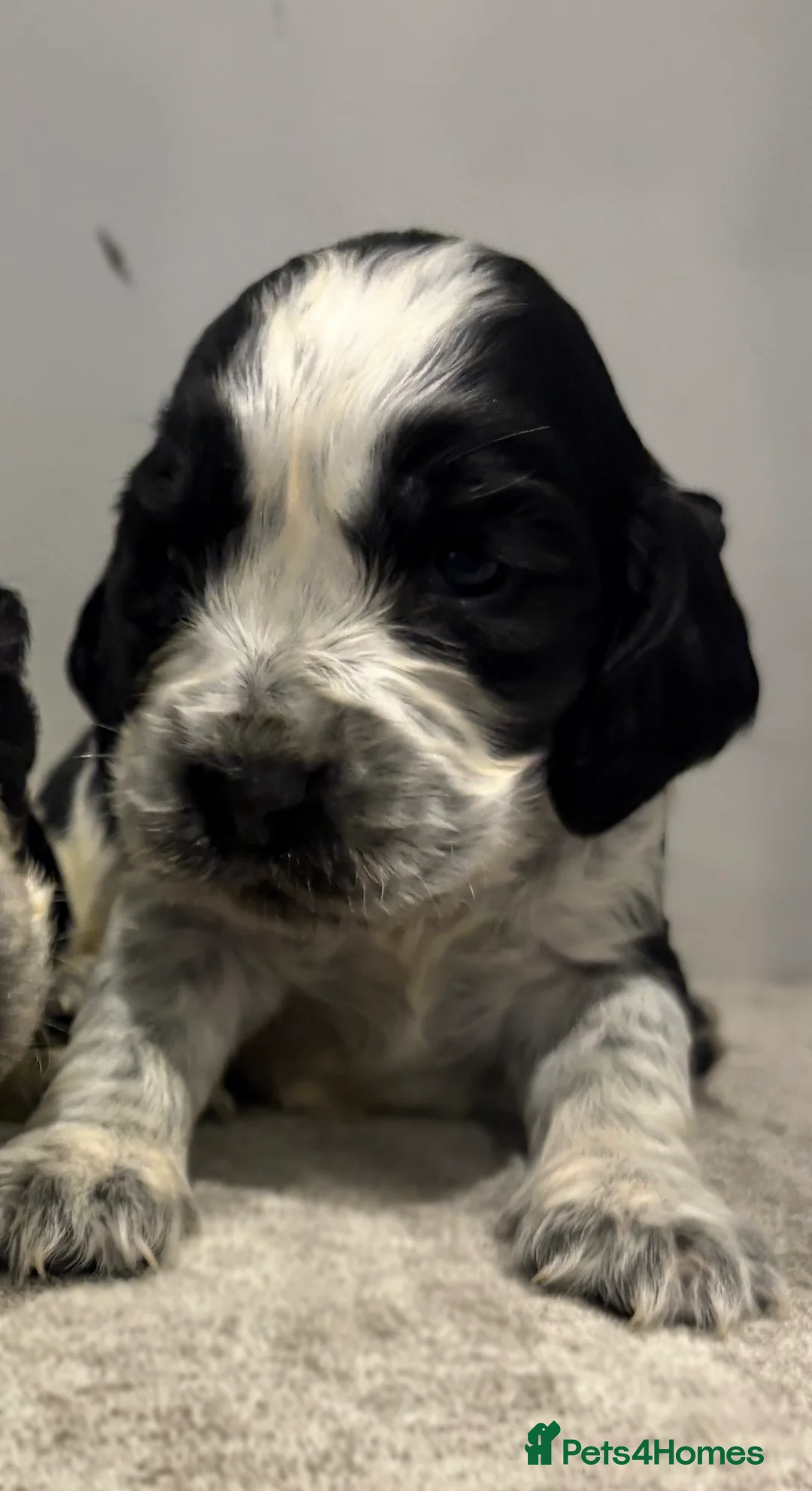 Cocker Spaniel dogs for sale: Cocker spaniel KC registered boy and girl - Advert 2