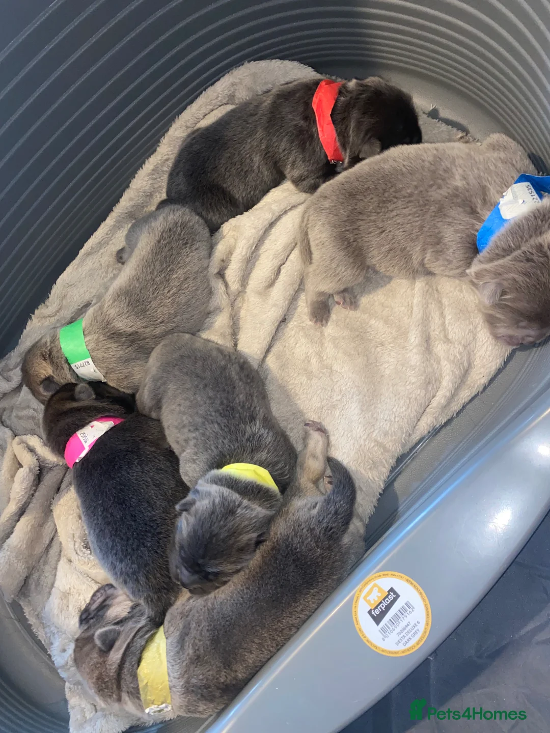 Chow Chow dogs for sale: OUTSTANDING chow chow litter  in Kidderminster - Advert 1
