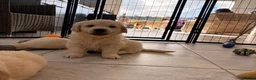 Golden Retriever dogs for sale: Kc registered fully health tested parents  - Advert 11