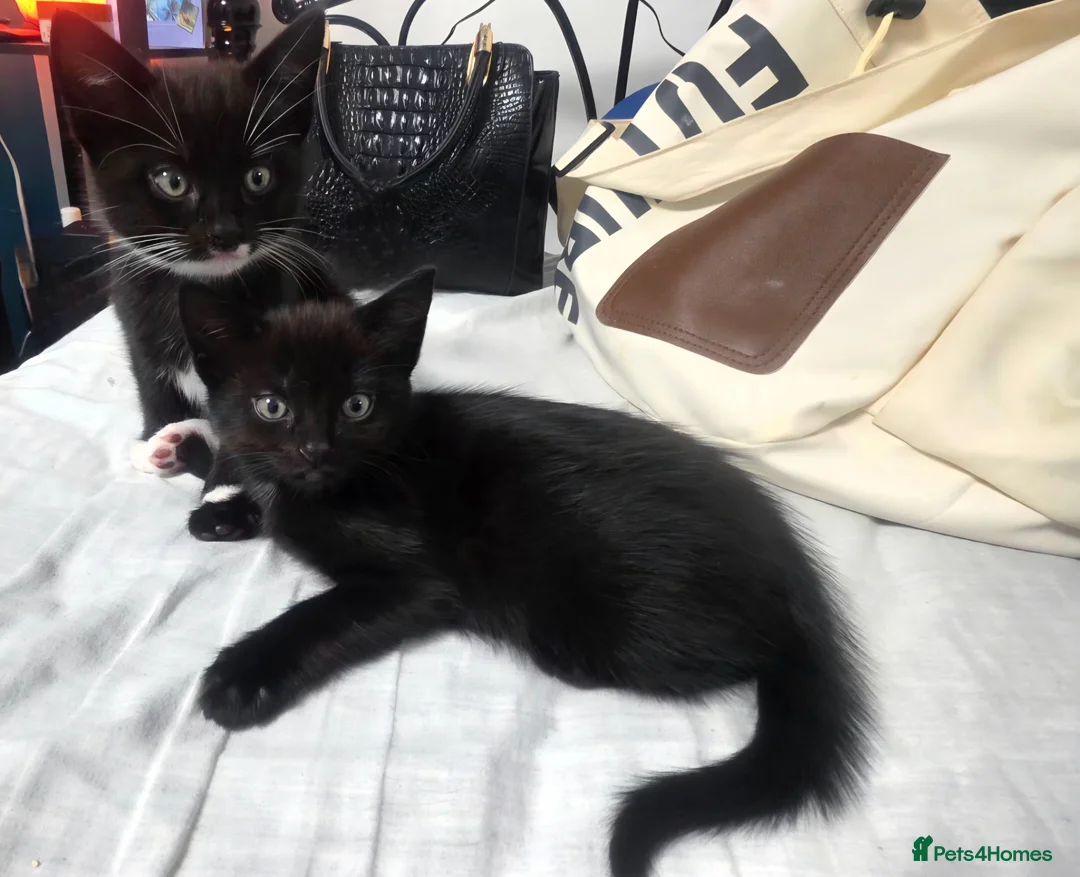 Mixed Breed cats for sale: 4 lovely kittens are looking for forever home  - Advert 22