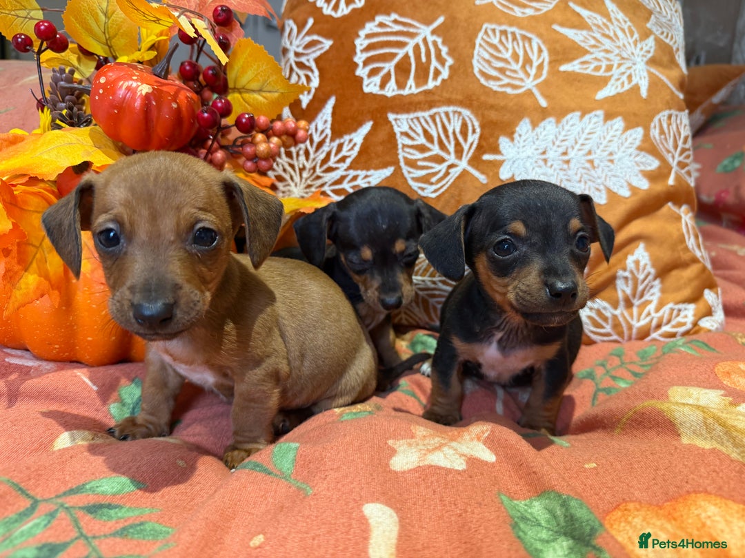 Dachshund dogs for sale: Dachshund puppies - Image 2