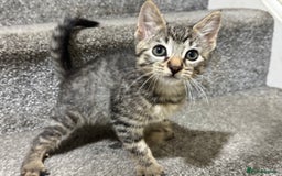 American Shorthair cats for sale: 3 male kittens for free - Image 3