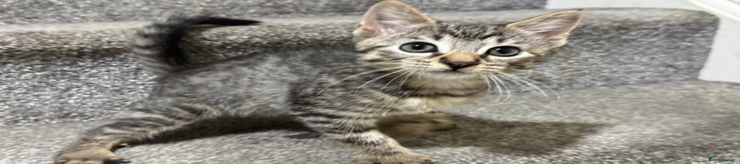 American Shorthair Kitten 2