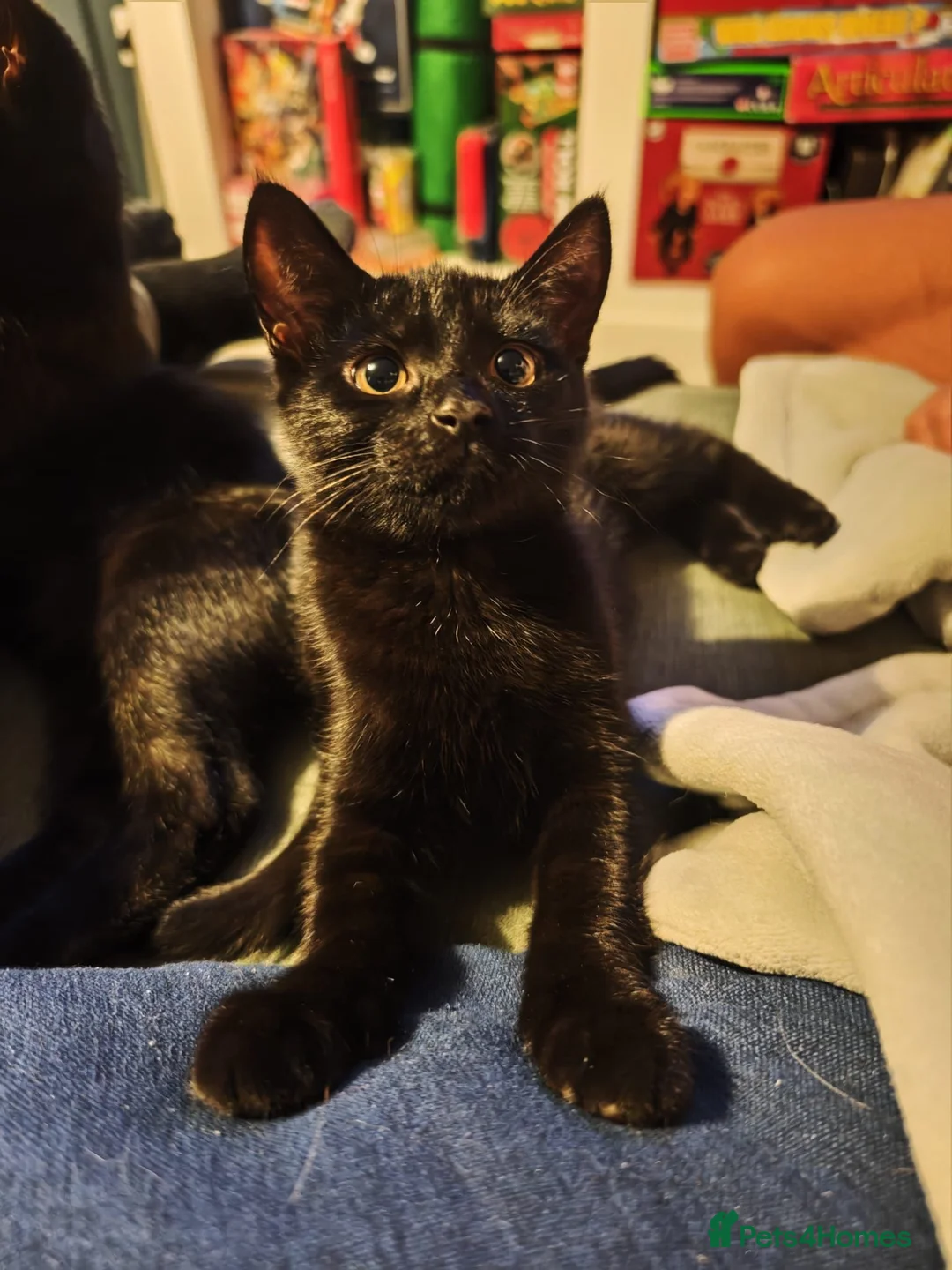 Bombay cats for sale: 2 male black kittens  - Advert 2