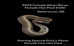 Python Snake reptiles for sale: Various 2025 & 2024 Pied Ball Pythons Royal Snake - Image 18