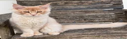 Maine Coon cats for sale: Reduced! XL quality TICA Maine Coon active possib  - Advert 5