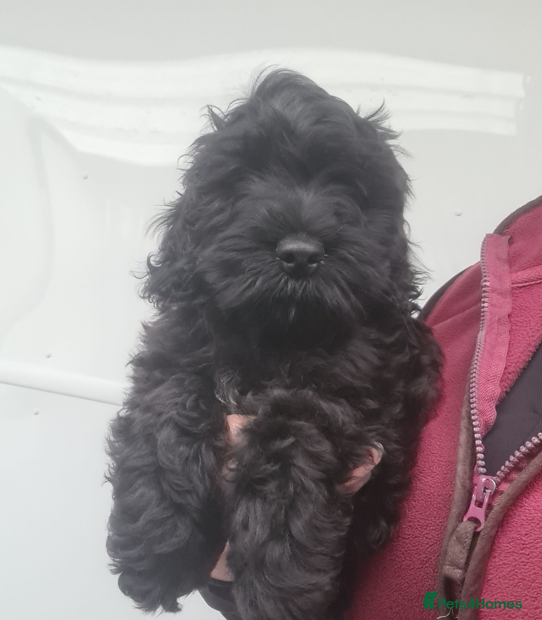 Cockapoo dogs **Beautiful F1 Cockapoos - Fully Vaccinated** - Advert 1