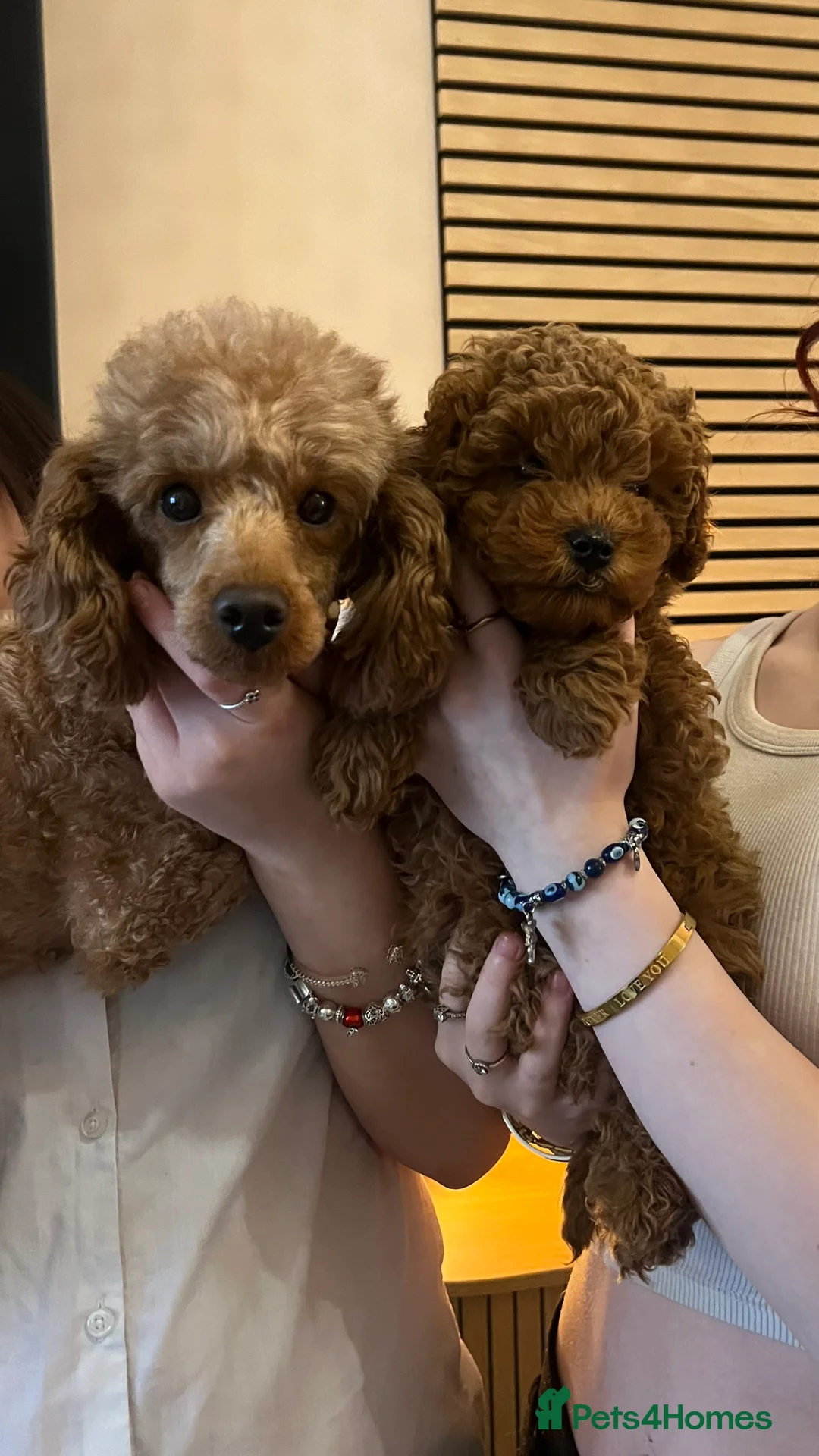 Toy Poodle dogs for sale: 💙Beautiful Toy Poodle Puppy, male, 9 weeks 💙 in Ipswich - Advert 1