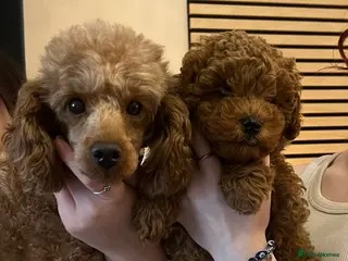 Toy Poodle dogs 💙Beautiful Toy Poodle Puppy, male, 9 weeks 💙 - Advert 2