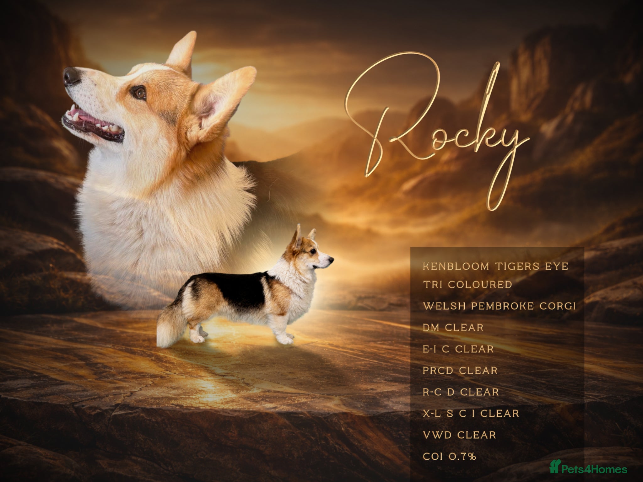 Welsh Corgi Pembroke dogs Fully health tested clear stunning stud - Advert 11