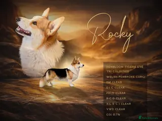 Welsh Corgi Pembroke dogs Fully health tested clear stunning stud - Advert 14