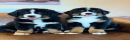 Mixed Breed dogs for sale: Labernese puppies for sale - Advert 10