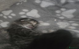 Ragdoll cats for sale: Ragdoll cross kittens  - Image 3