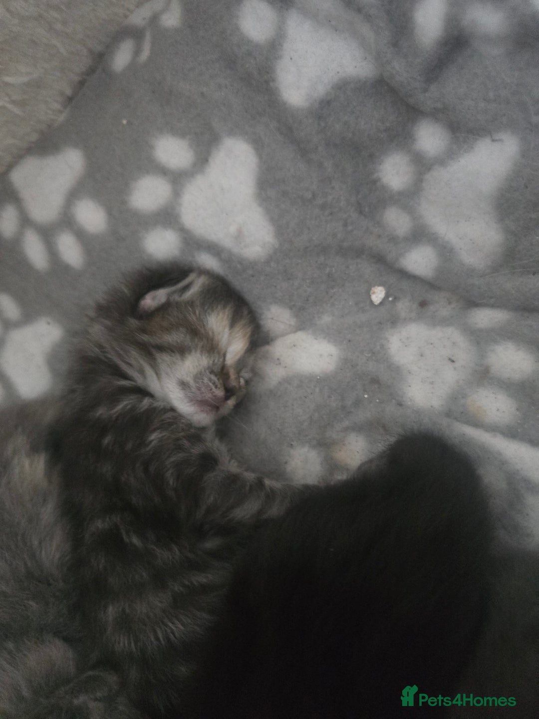 Ragdoll cats for sale: Ragdoll cross kittens  - Image 3