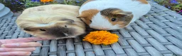 Guinea Pig rodents for sale: Beautiful Guine Pig Sows - Advert 2
