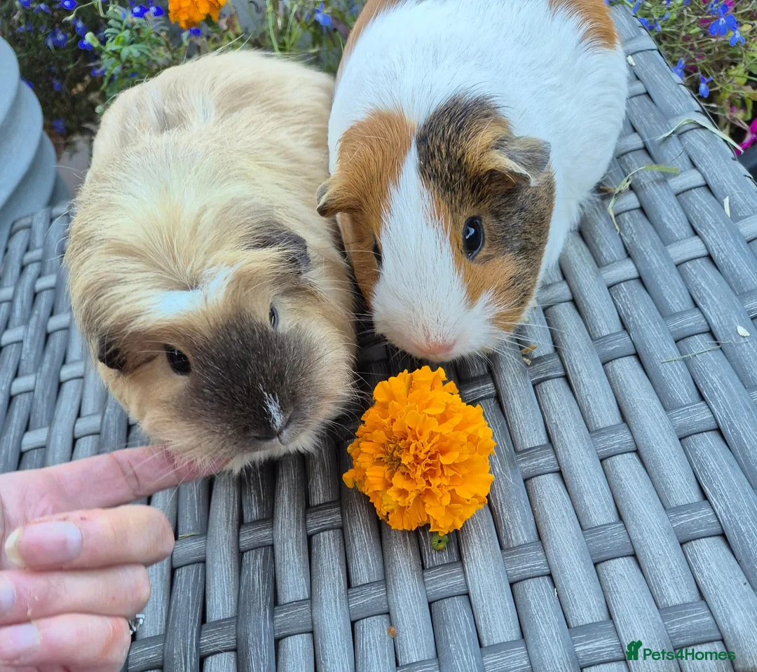 Guinea Pig rodents for sale: Beautiful Guine Pig Sows - Advert 2