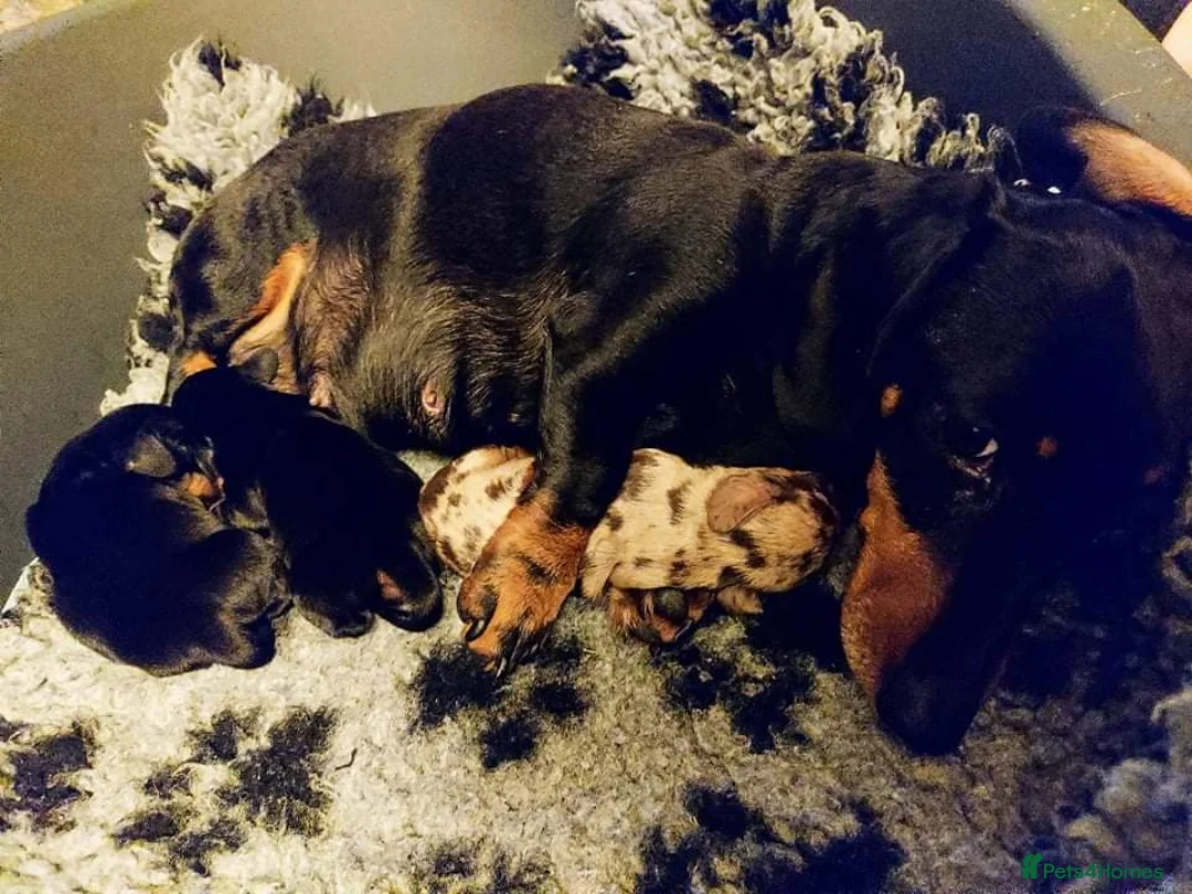 Miniature Dachshund dogs for stud:  Handsome Silver Dapple in Brecon - Advert 7