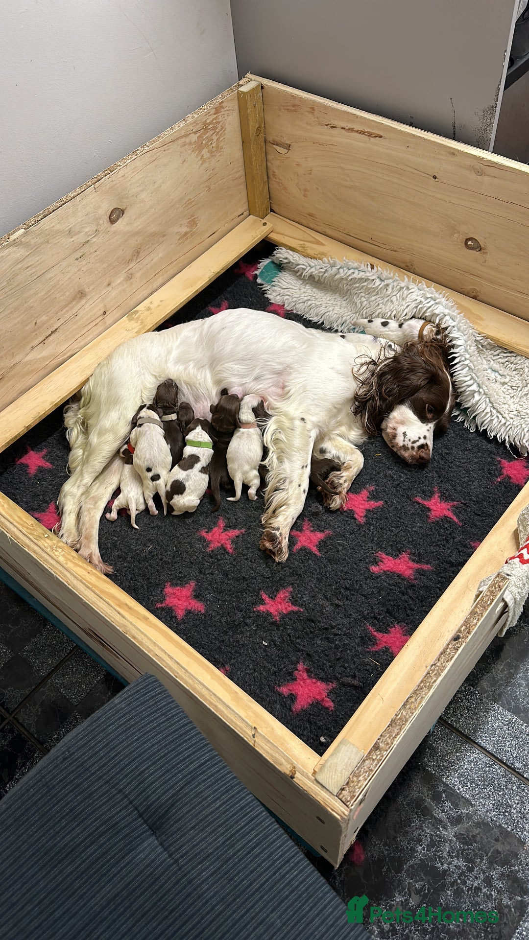 Sprocker dogs for sale: Sprocker Puppies - Advert 3