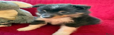 Shetland Sheepdog 1